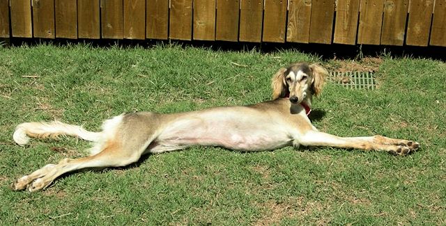 Bella Is Sunbathing