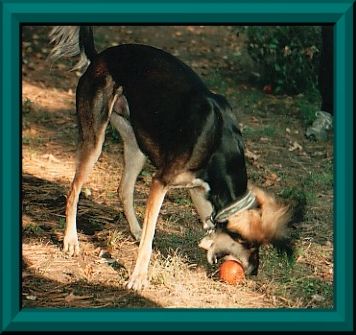 Yanni Plays Ball